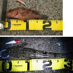 アコウ マゴチ セイゴ 舞鶴ランガン